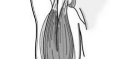 Biceps Tendinitis