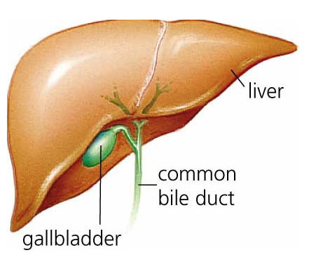 health articles