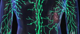 The function of human lymph glands