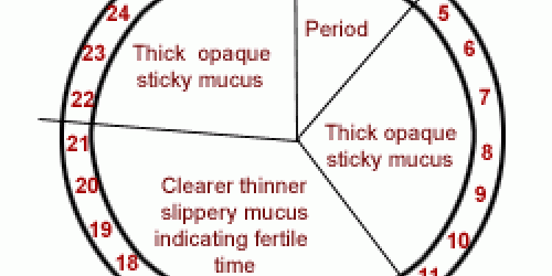 How The Cervix Changes During The Menstrual Cycle | Women's Health ...