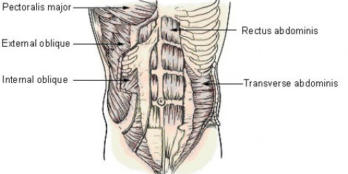 Human muscle groups and exercises