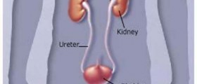 Addison's Disease: The fact sheet