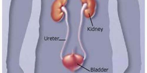 Addison's Disease: The fact sheet