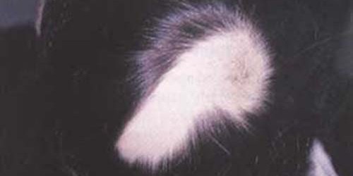 How to stop hair loss?