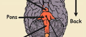 Brainstem lesions