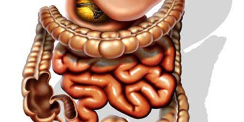 Nutrition in preventing colon cancer