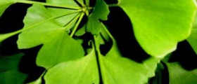 Ginkgo Biloba