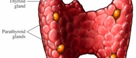 Hyperparathyroidism: Symptoms & Treatment