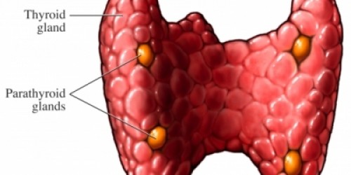Hyperparathyroidism: Symptoms & Treatment