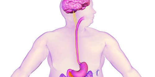 New Weight Loss Solution: An Implantable Device That Reduces Appetite