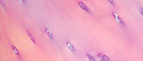 About cartilage function