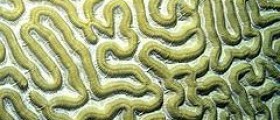 About dopamine deficiency