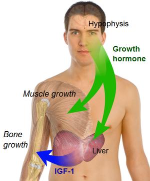 About endocrine glands