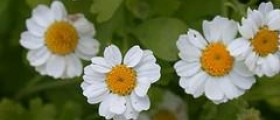 About feverfew uses