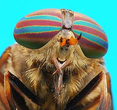 About horsefly facts