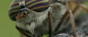About horsefly trap