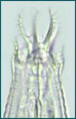 About parasitic nematodes
