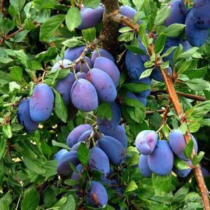 About prunes nutrition