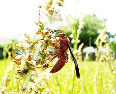 About red wasp