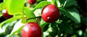 About Triphala benefits