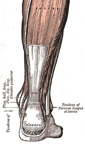 Achilles tenotomy in achilles tendon | Musculoskeletal Issues articles ...