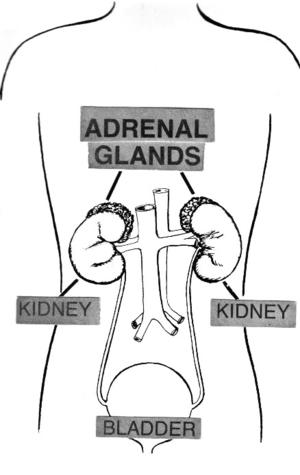 what is adrenal insufficiency