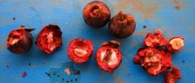 All the amazing benefits of mangosteen pills