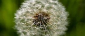 Allergies vs. cold