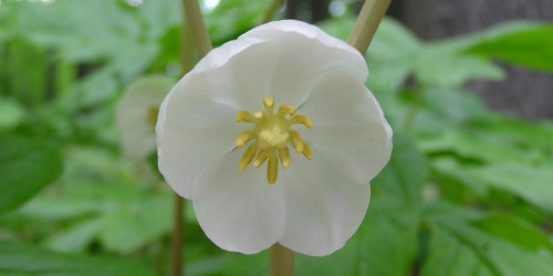 Cancer Fighting Herbs in Holistic Healing