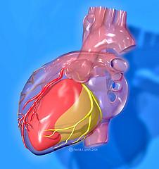 Anatomy of coronary artery