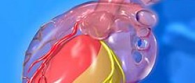 Anatomy of coronary artery