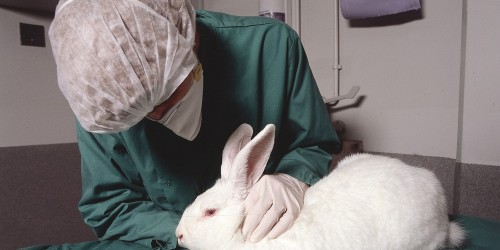 Is Animal Research Still Necessary?