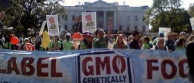GMO Causes Cancer And Large Tumors