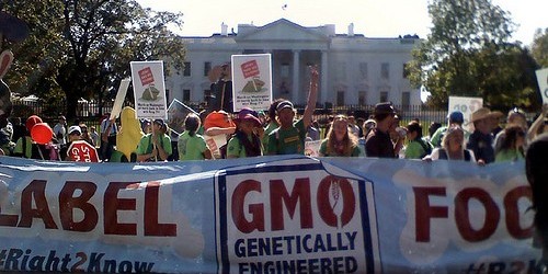 GMO Causes Cancer And Large Tumors