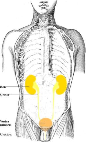 Antibiotics for urinary tract infection