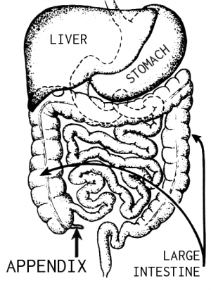 Appendix pain review