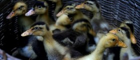 Is There A New Outbreak Of Avian Flu?