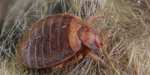 Do You Know Who You're Sleeping With?  Protect Yourself From Bed Bugs
