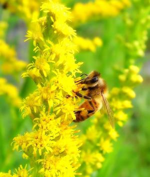 Bee pollen dangers