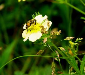 Bee sting reaction