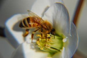 Bee sting remedy
