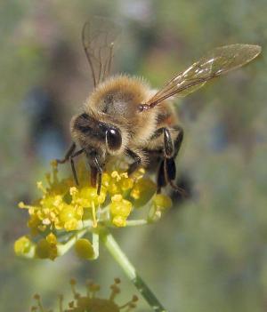 Bee sting traetment