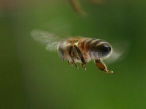 Bee stings treatment at home