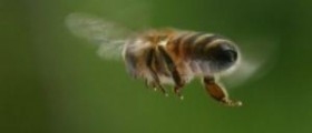 Bee stings treatment at home