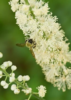 Benefits of black cohosh