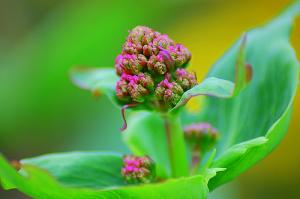 Benefits of valerian root