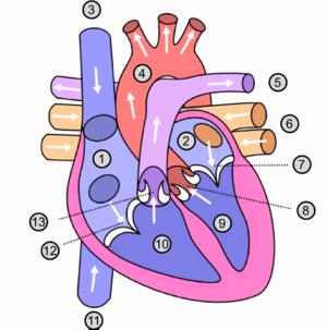 Benign functional heart murmur