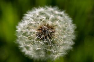 Best medication for seasonal allergies