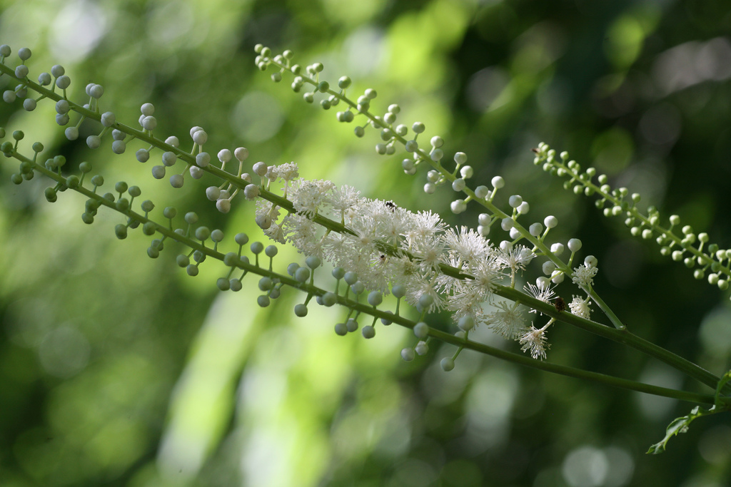 Natural Plant Sources And Herbs For Menopause Women's Health articles