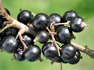 Black currant seed oil benefits